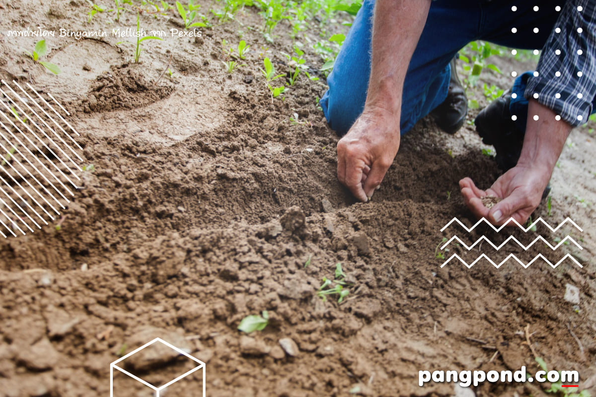 การเพาะเมล็ด (planting seeds) การเพาะเมล็ดการขยายพันธุ์พืชสา 5 การเก็บรักษาเมล็คพันธ์