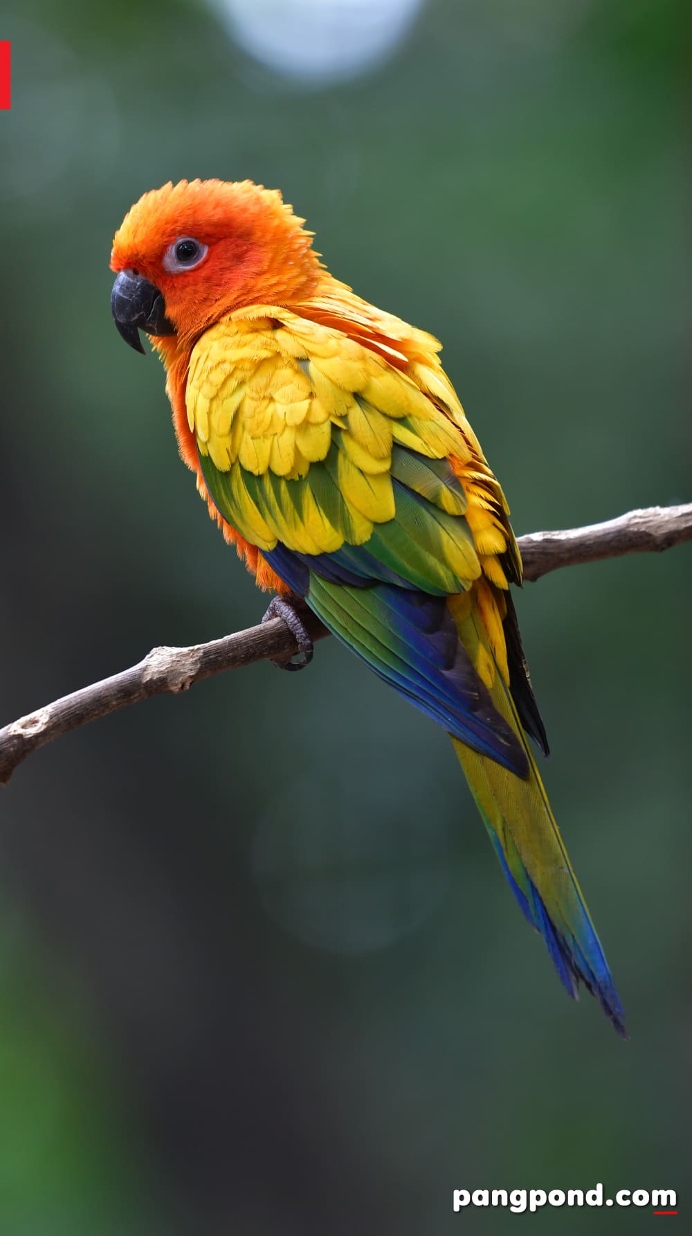 นกซันคอนัวร์ (sun conure bird) นกซันคอนัวร์ข้อควรในนกแก้วซัน 6 ซันคอนัวร์สีแดงราคา