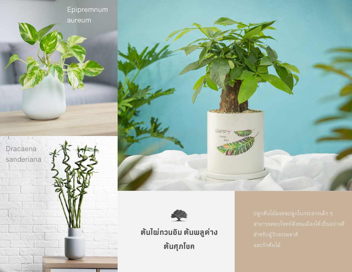 ต้นไม้มงคล นำโชคปลูกในบ้านเสริมดวงเรียกทรัพย์ครบจบ 7 ต้น? 6 ต้นไม้มงคลปลูกในกระถางเล็ก