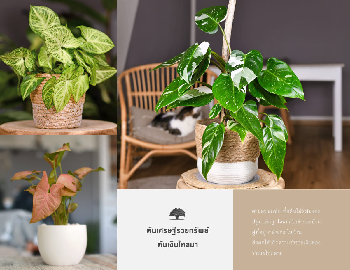 ต้นไม้มงคล นำโชคปลูกในบ้านเสริมดวงเรียกทรัพย์ครบจบ 7 ต้น? 5 ต้นไม้มงคลรวยทรัพย์