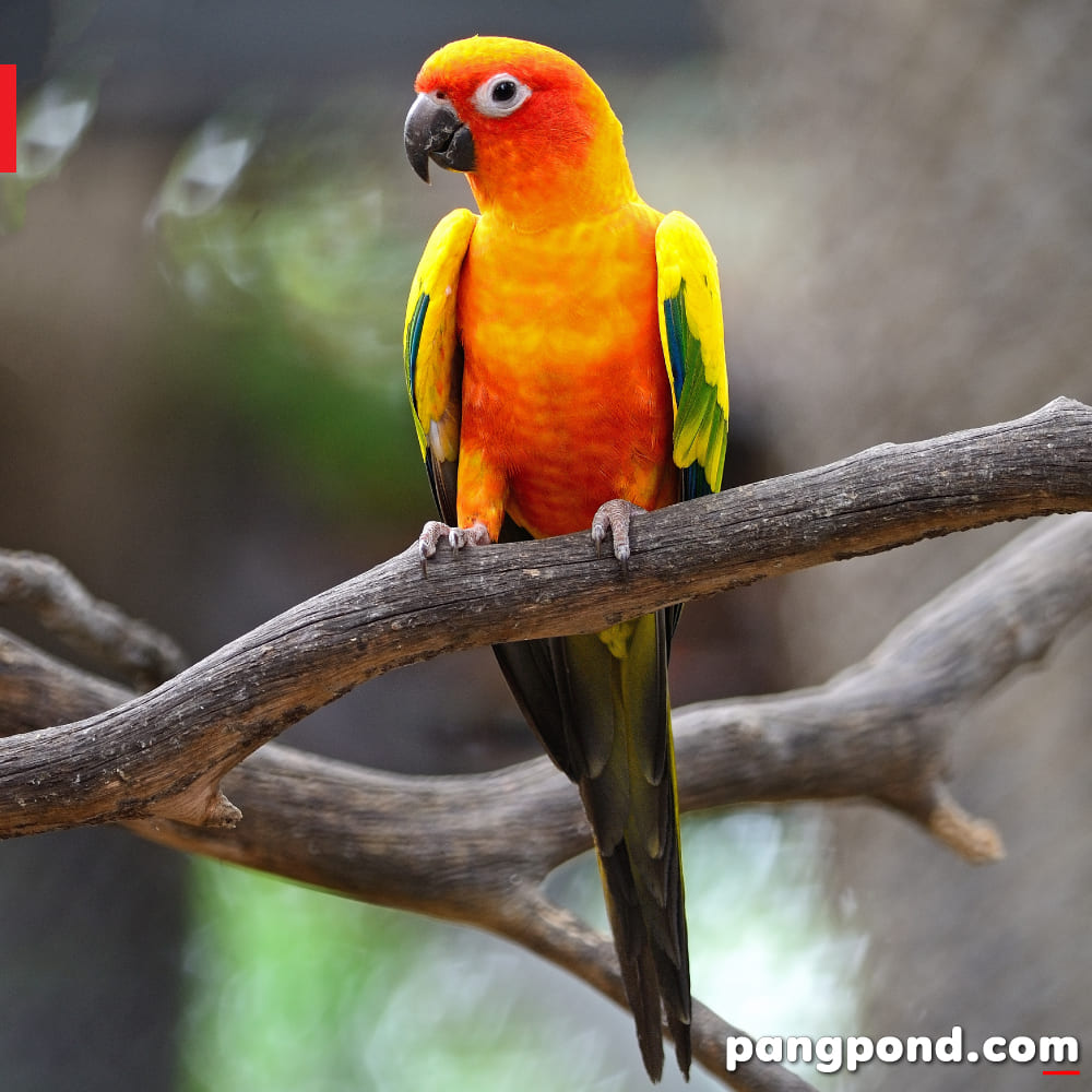 นกซันคอนัวร์ (sun conure bird) นกซันคอนัวร์ข้อควรในนกแก้วซัน 9 นกซันคอนัวร์ตัวละเท่าไร