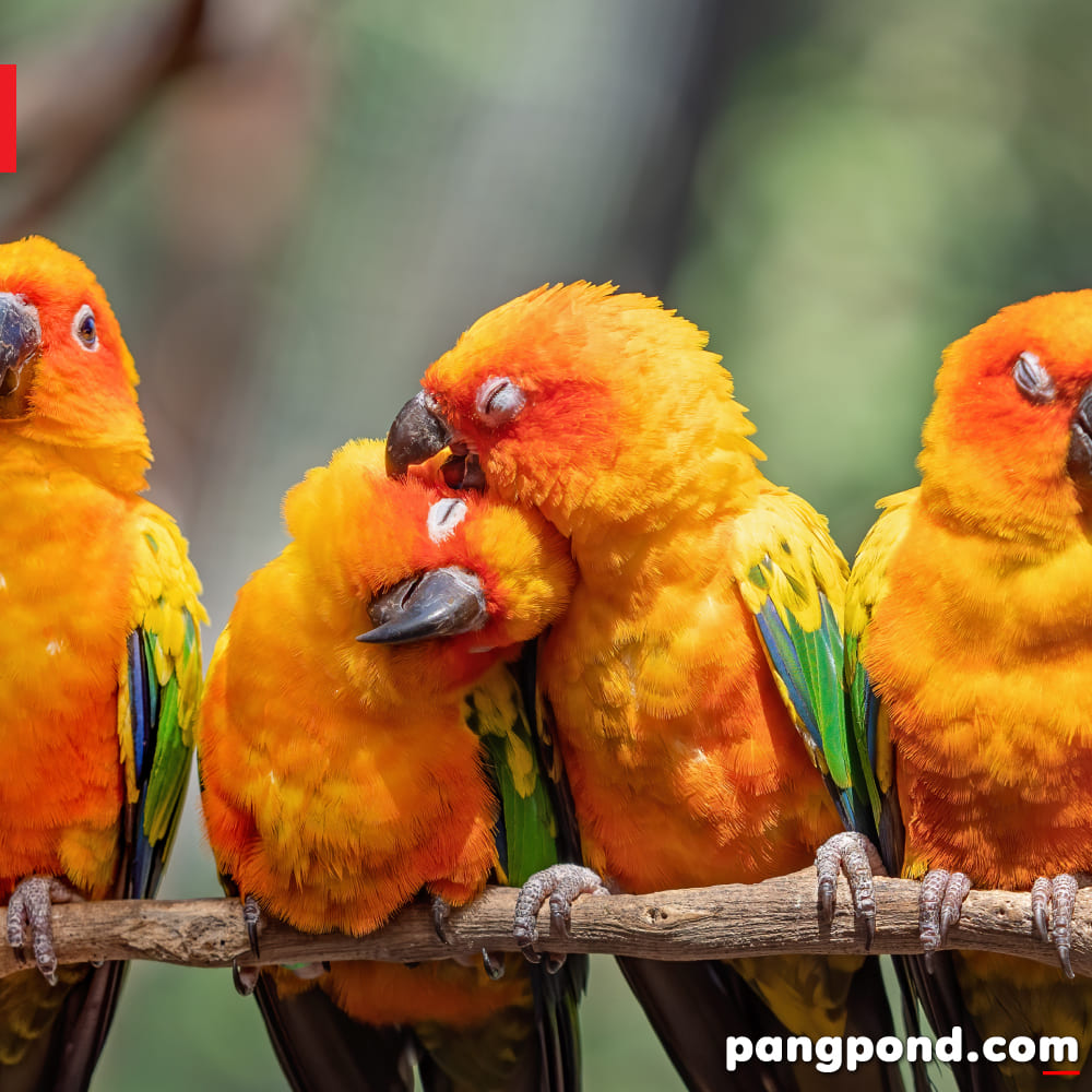 นกซันคอนัวร์ (sun conure bird) นกซันคอนัวร์ข้อควรในนกแก้วซัน 10 นกแก้วซันคอนัวร์สีฟ้า