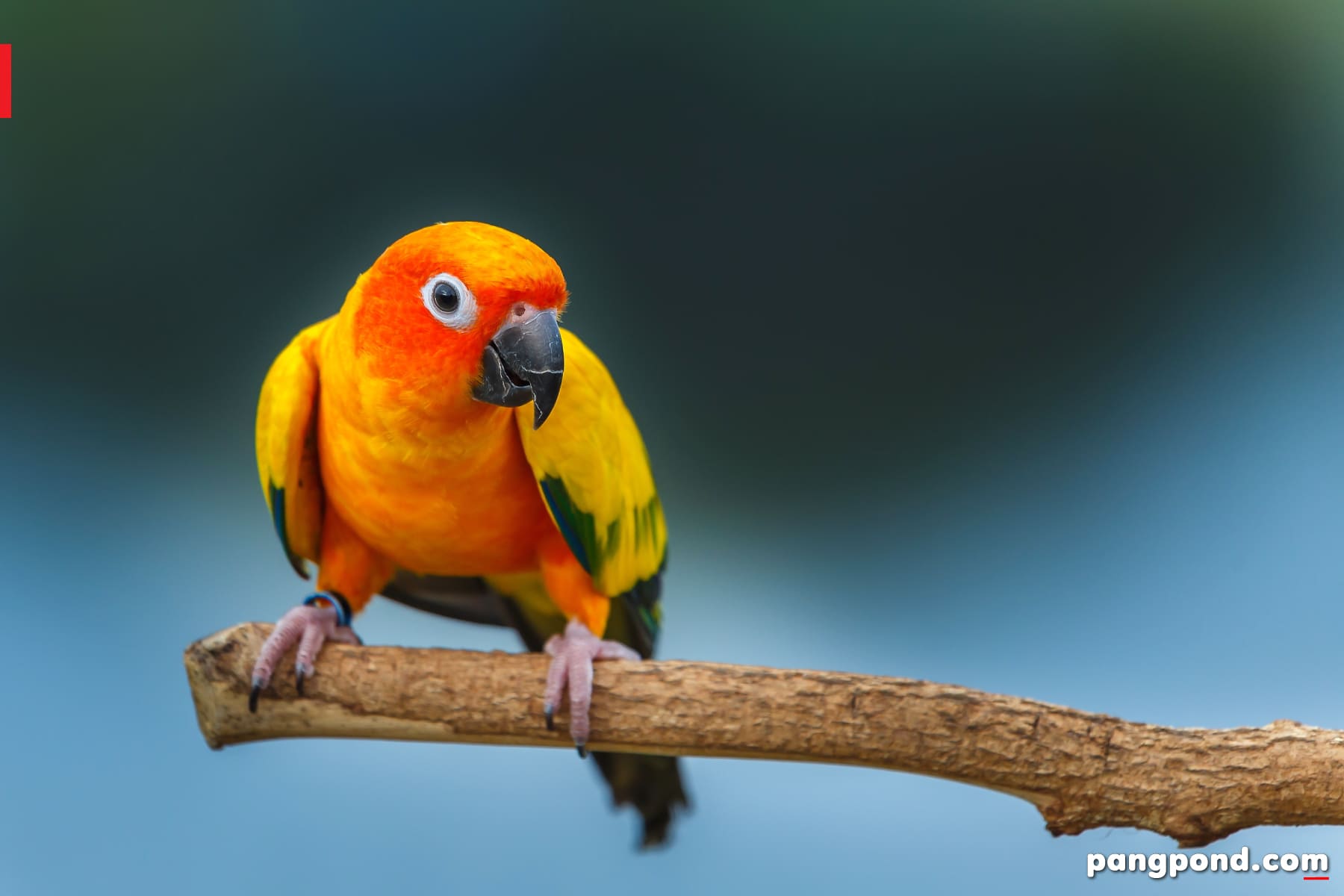 นกซันคอนัวร์ (sun conure bird) นกซันคอนัวร์ข้อควรในนกแก้วซัน 8 นกแก้วซันคอนัวร์สีฟ้า