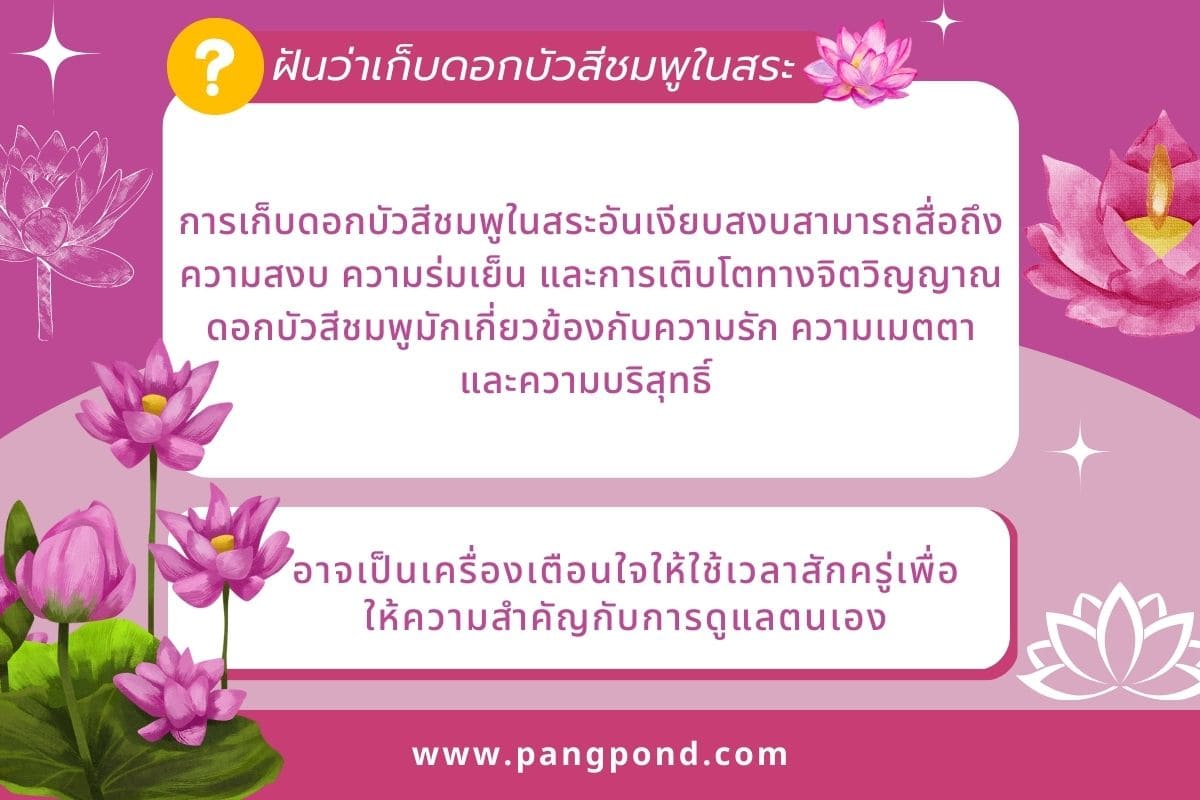 ฝันว่าเก็บดอกบัว (Dreaming of picking lotus flowers) ฝันเก็บ 3 ฝันว่าเก็บดอกบัวสีชมพูในสระ