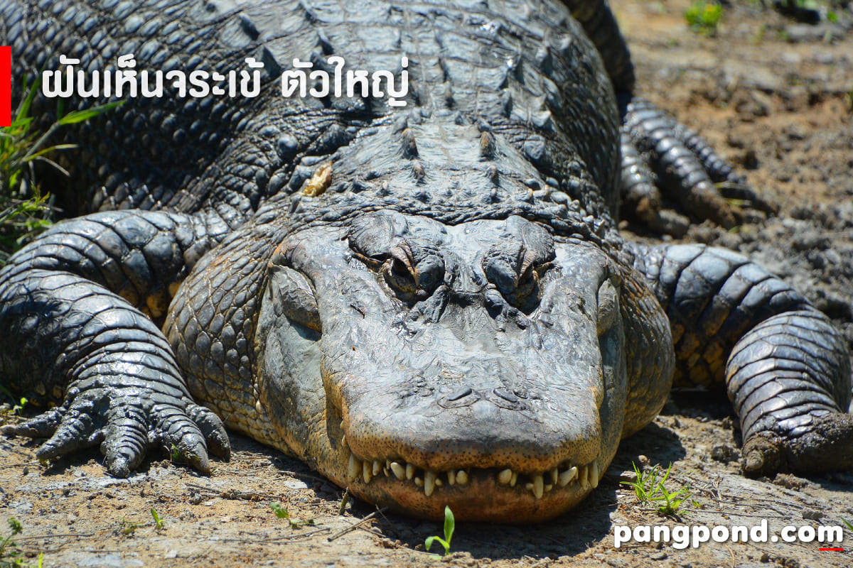 ฝันเห็นจระเข้ (Dream of seeing a crocodile) ฝันจระเข้นายฝันจ 4 ฝันเห็นจระเข้ตัวใหญ่