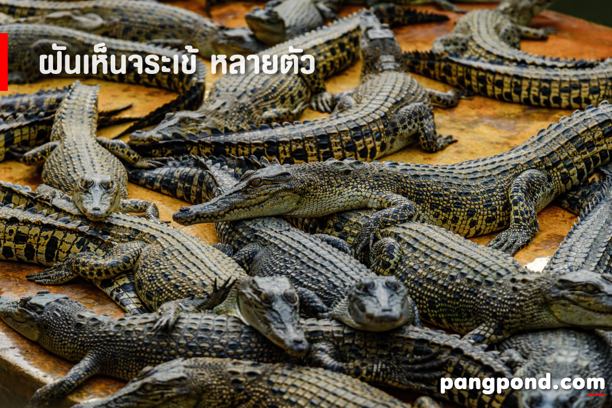 ฝันเห็นจระเข้ (Dream of seeing a crocodile) ฝันจระเข้นายฝันจ 3 ฝันเห็นจระเข้หลายตัว