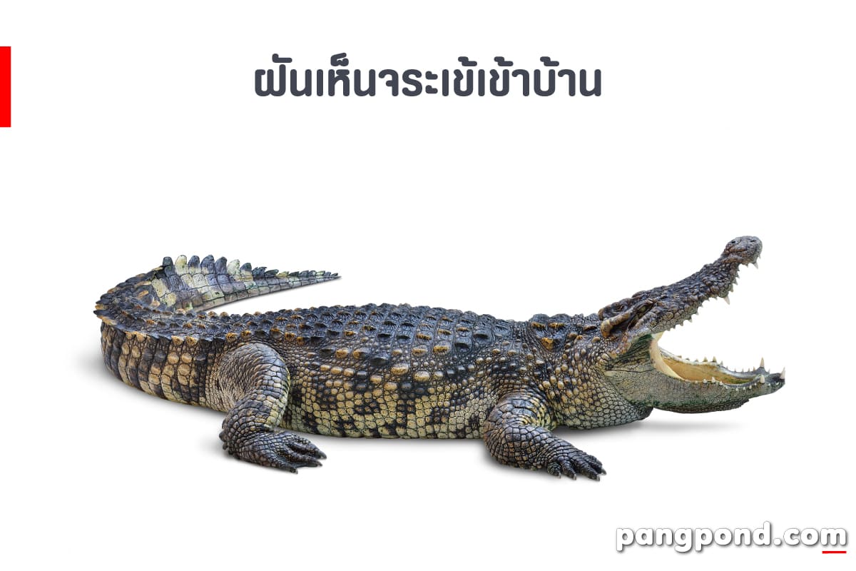 ฝันเห็นจระเข้ (Dream of seeing a crocodile) ฝันจระเข้นายฝันจ 7 ฝันเห็นจระเข้ 2 ตัว
