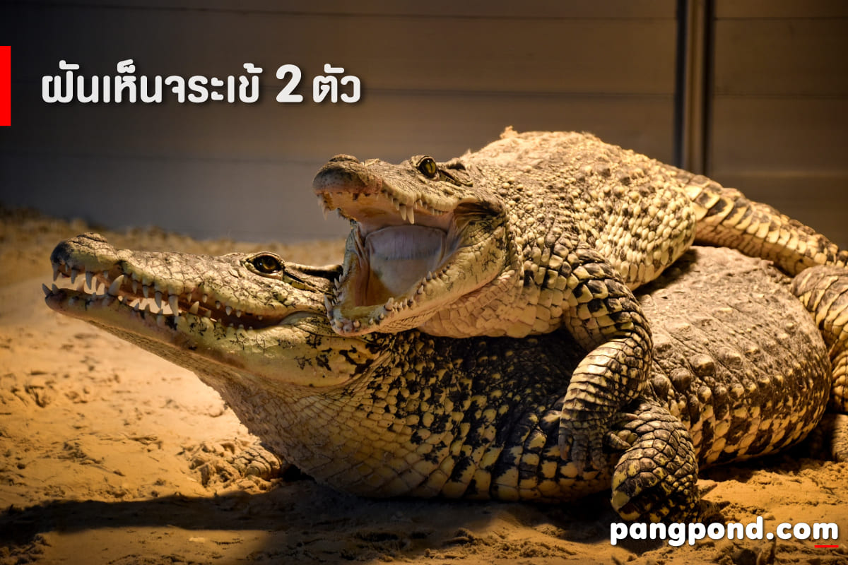 ฝันเห็นจระเข้ (Dream of seeing a crocodile) ฝันจระเข้นายฝันจ 5 ฝันเห็นจระเข้ 2 ตัว