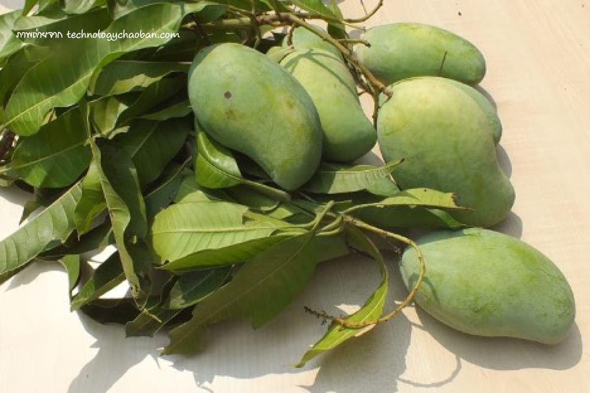 พันธุ์มะม่วง (Mango varieties) พันธุ์มะม่วงมะม่วงมันศาลายามะ 6 มะม่วงทะวายเดือนเก้า