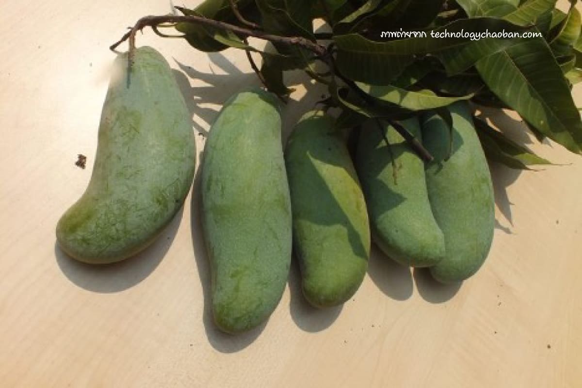 พันธุ์มะม่วง (Mango varieties) พันธุ์มะม่วงมะม่วงมันศาลายามะ 5 มะม่วงแก้วลืมรัง