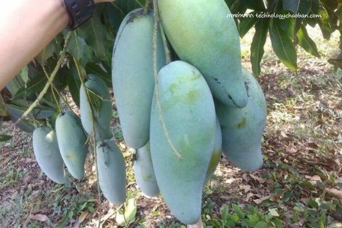 พันธุ์มะม่วง (Mango varieties) พันธุ์มะม่วงมะม่วงมันศาลายามะ 3 มะม่วงมันขุนศรี
