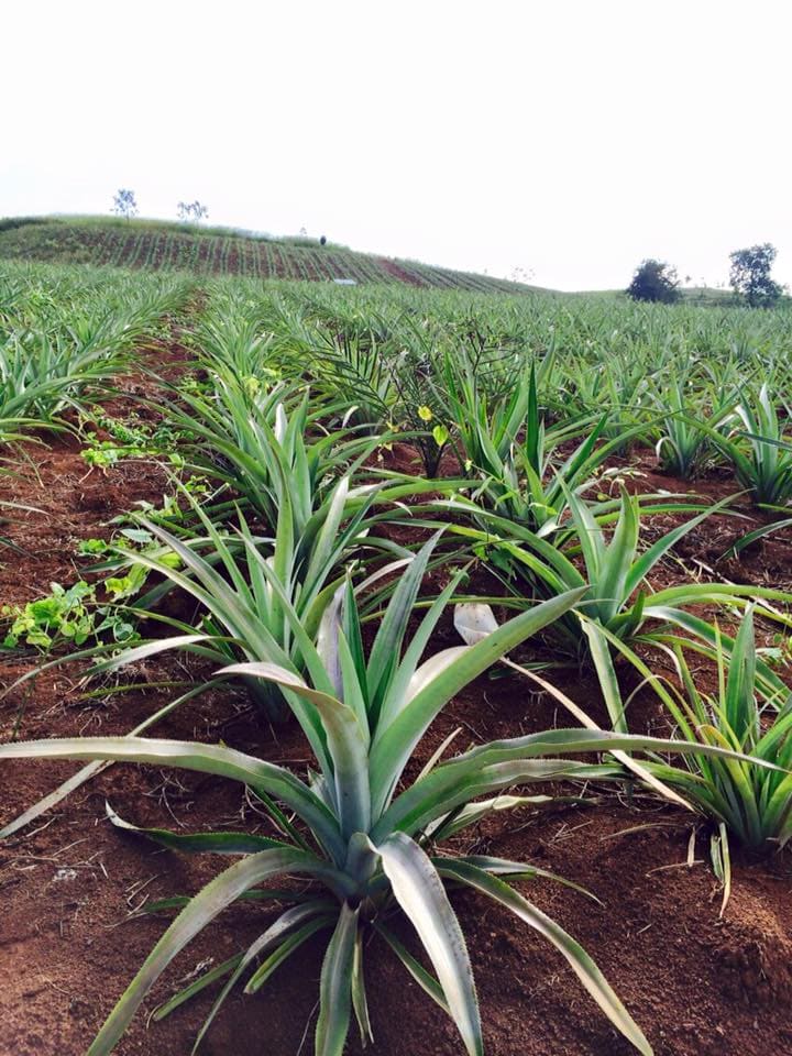 สับปะรดภูแล (Phulae Pineapple) สับปะรดภูแลปีพศนายเอนกประทีปณ 2 สับปะรดภูแล