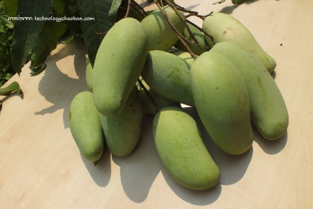 พันธุ์มะม่วง (Mango varieties) พันธุ์มะม่วงมะม่วงมันศาลายามะ 4 มะม่วงอกร่องพิกุลทอง