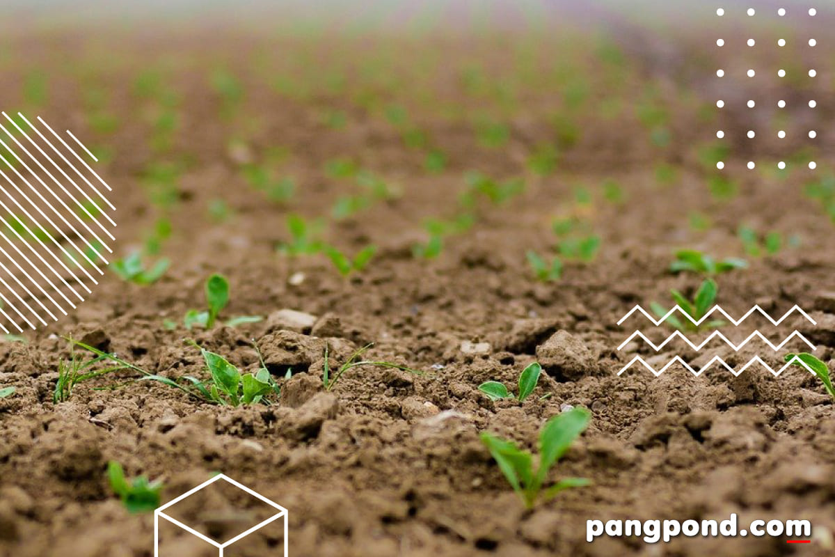 การเพาะเมล็ด (planting seeds) การเพาะเมล็ดการขยายพันธุ์พืชสา 3 เทคนิคการขยายพันธุ์ด้วยเมล็ด