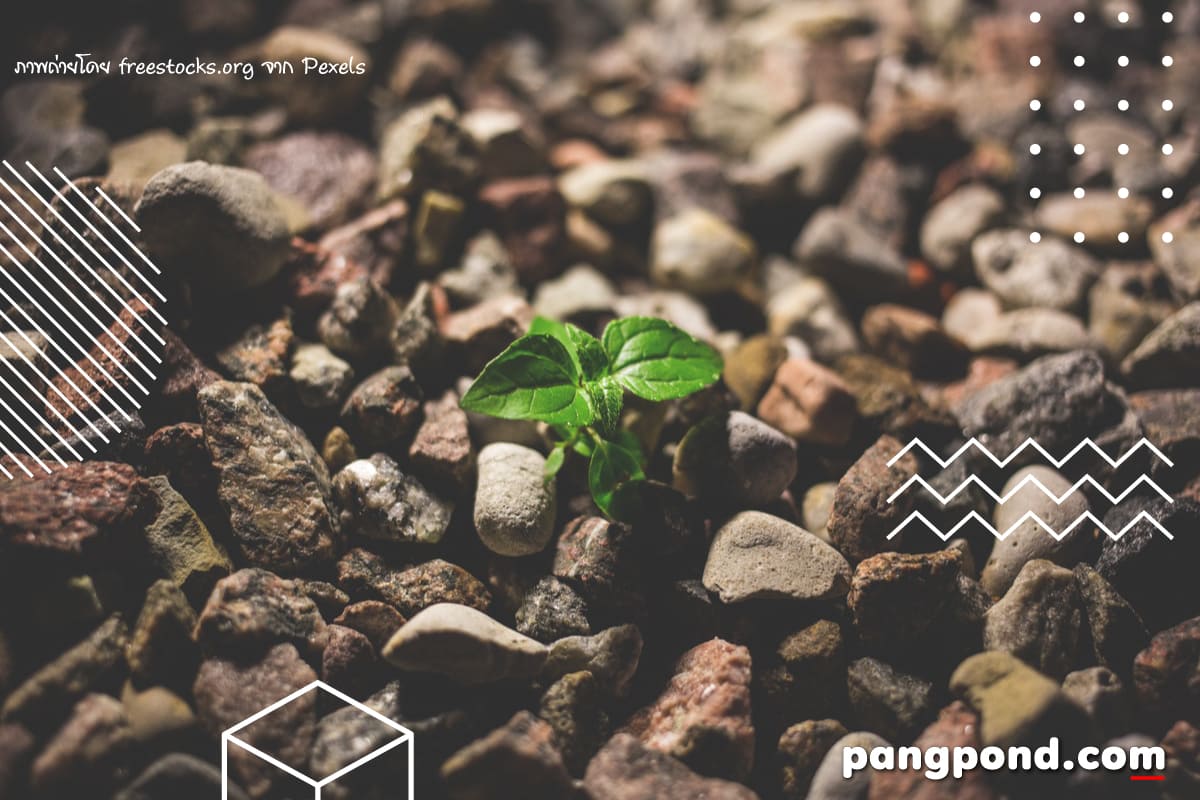 การเพาะเมล็ด (planting seeds) การเพาะเมล็ดการขยายพันธุ์พืชสา 4 %E0%B9%80%E0%B8%A1%E0%B8%A5%E0%B9%87%E0%B8%84