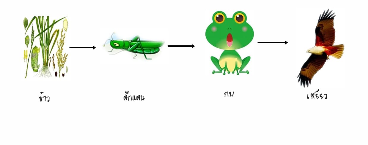 ห่วงโซ่อาหาร 9 CHAIN มีกินพืชเนื้อคืออะไรสิ่งที่เพิ่งเปิดเผย? 2 %E0%B8%AB%E0%B9%88%E0%B8%A7%E0%B8%87%E0%B9%82%E0%B8%8B%E0%B9%88%E0%B8%AD%E0%B8%B2%E0%B8%AB%E0%B8%B2%E0%B8%A3