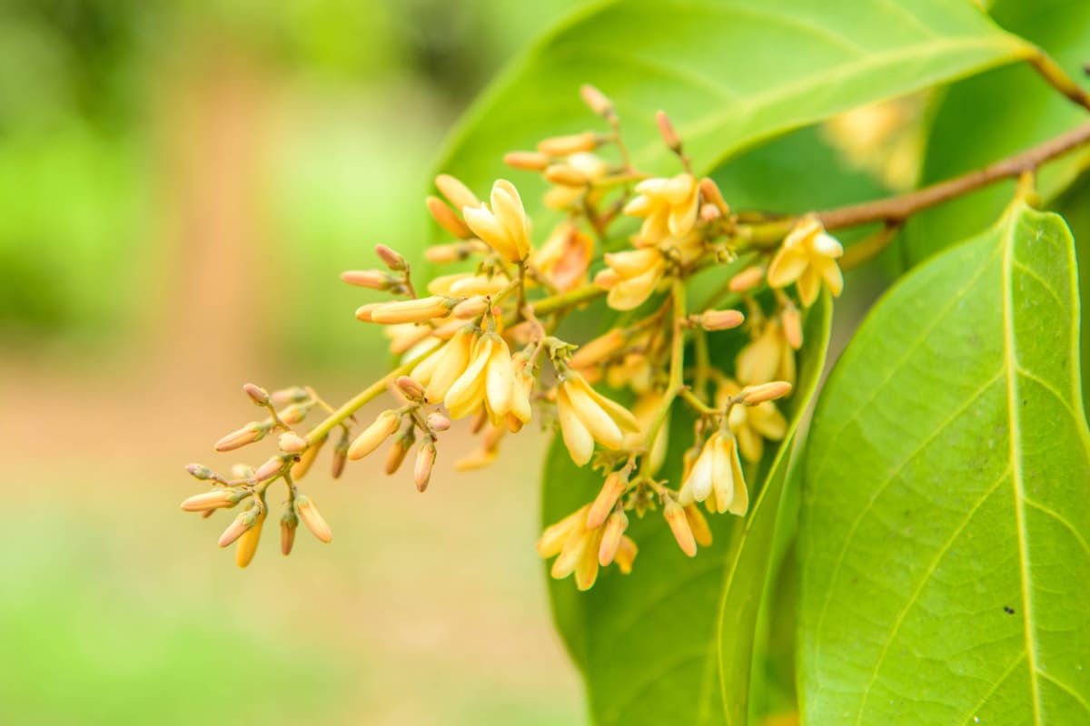 ชื่อดอกไม้มงคลรวมรวมเพราะๆไทยอังกฤษสีสวยๆ 100 ความหมายดีๆครบ 16 จันทร์กระพ้อ