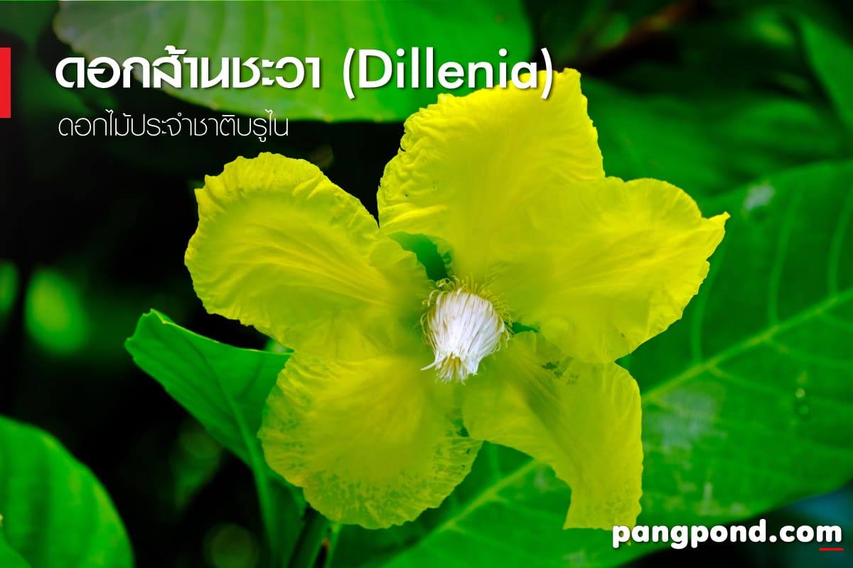 ดอกไม้ประจำชาติบรูไน