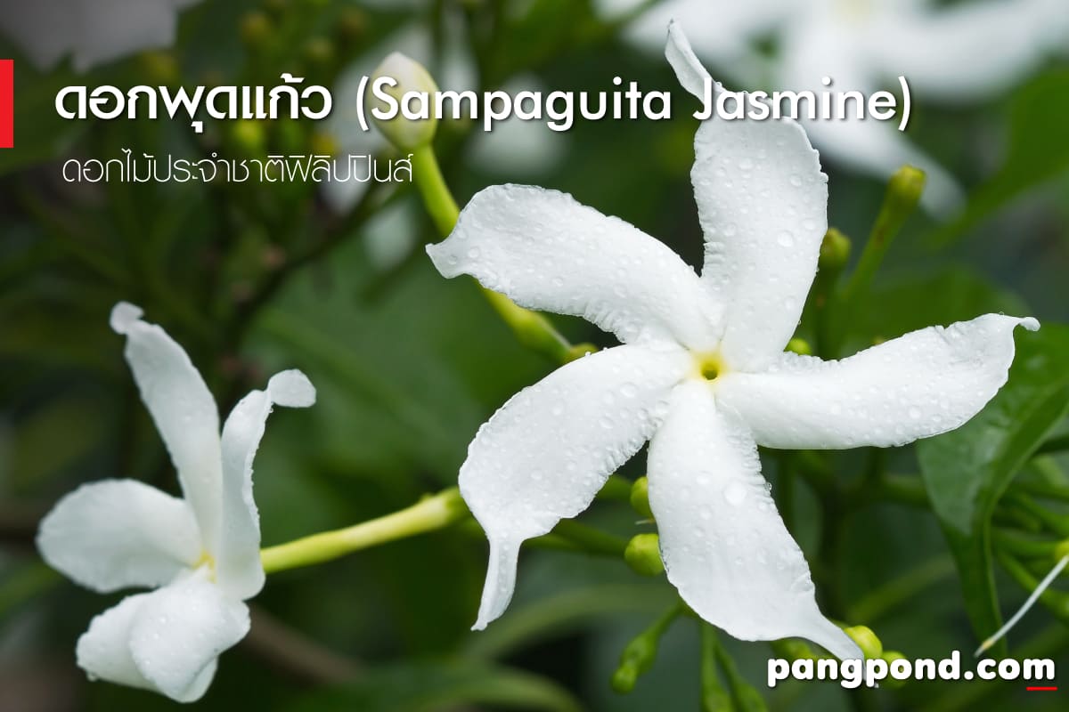 ดอกไม้ประจำชาติฟิลิปปินส์