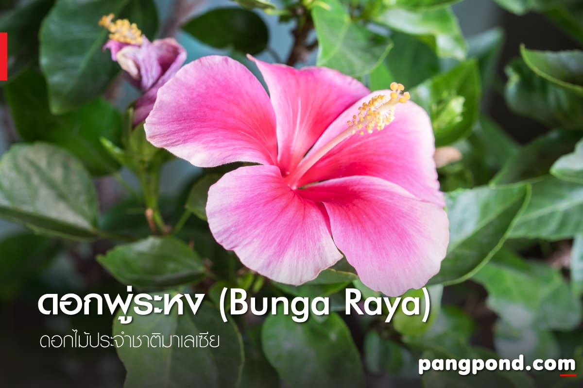 ดอกไม้ประจำชาติมาเลเซีย