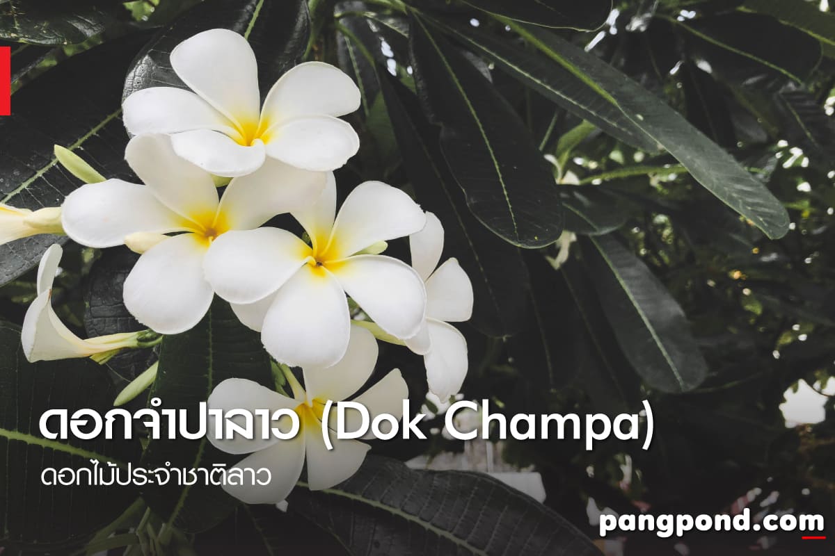 ดอกไม้ประจำชาติลาว