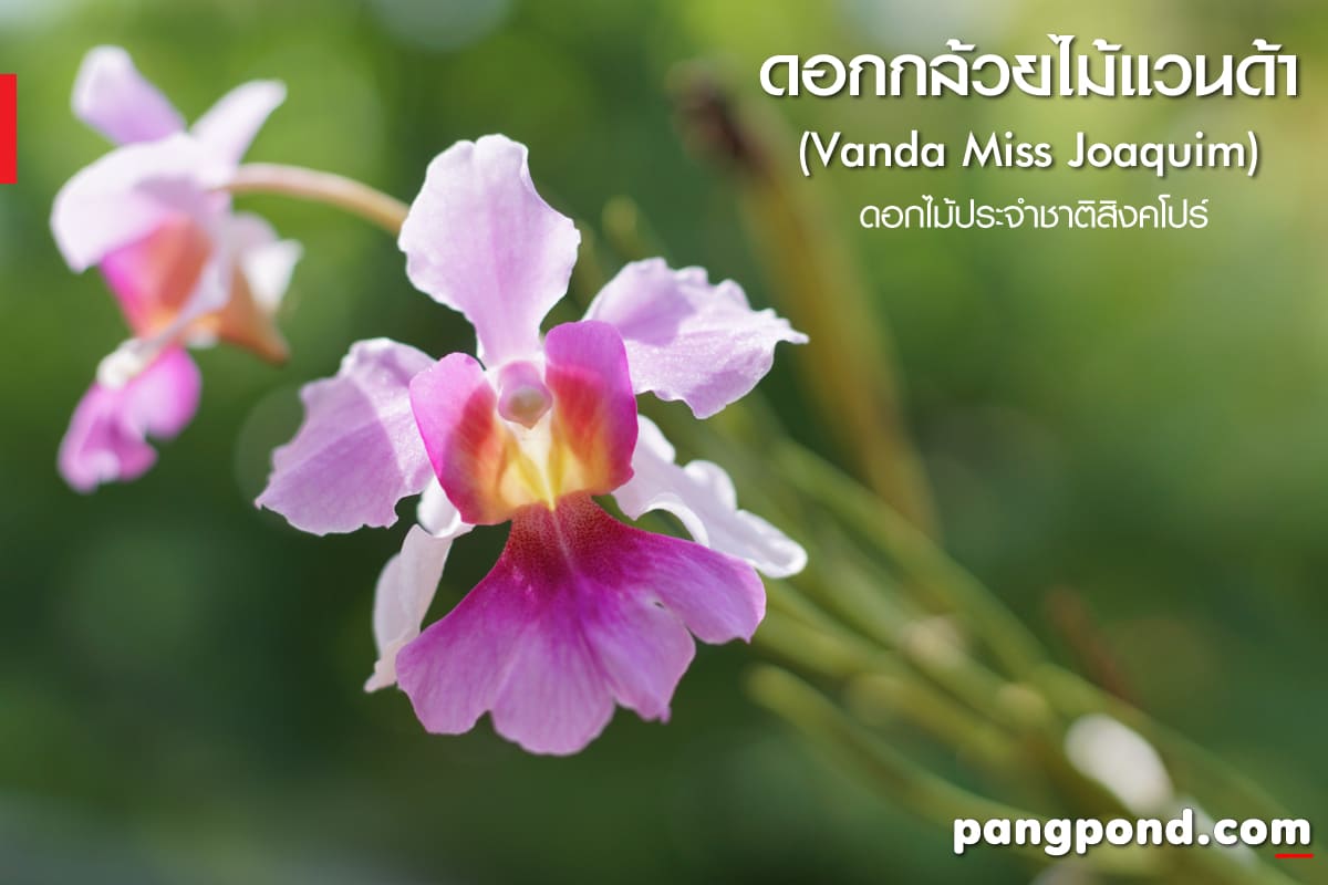 ดอกไม้ประจำชาติสิงคโปร์