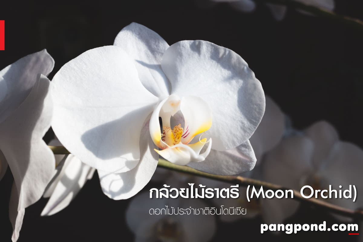 ดอกไม้ประจำชาติอินโดนีเซีย