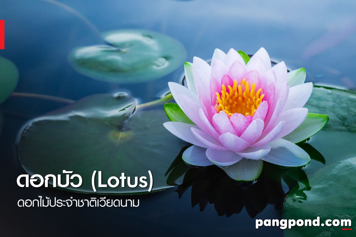 ดอกไม้ประจำชาติเวียดนาม