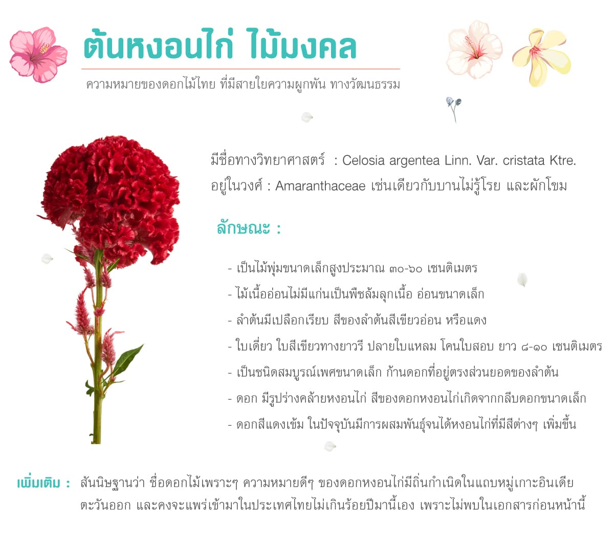 ชื่อดอกไม้มงคลรวมรวมเพราะๆไทยอังกฤษสีสวยๆ 100 ความหมายดีๆครบ 9 ต้นหงอนไก่