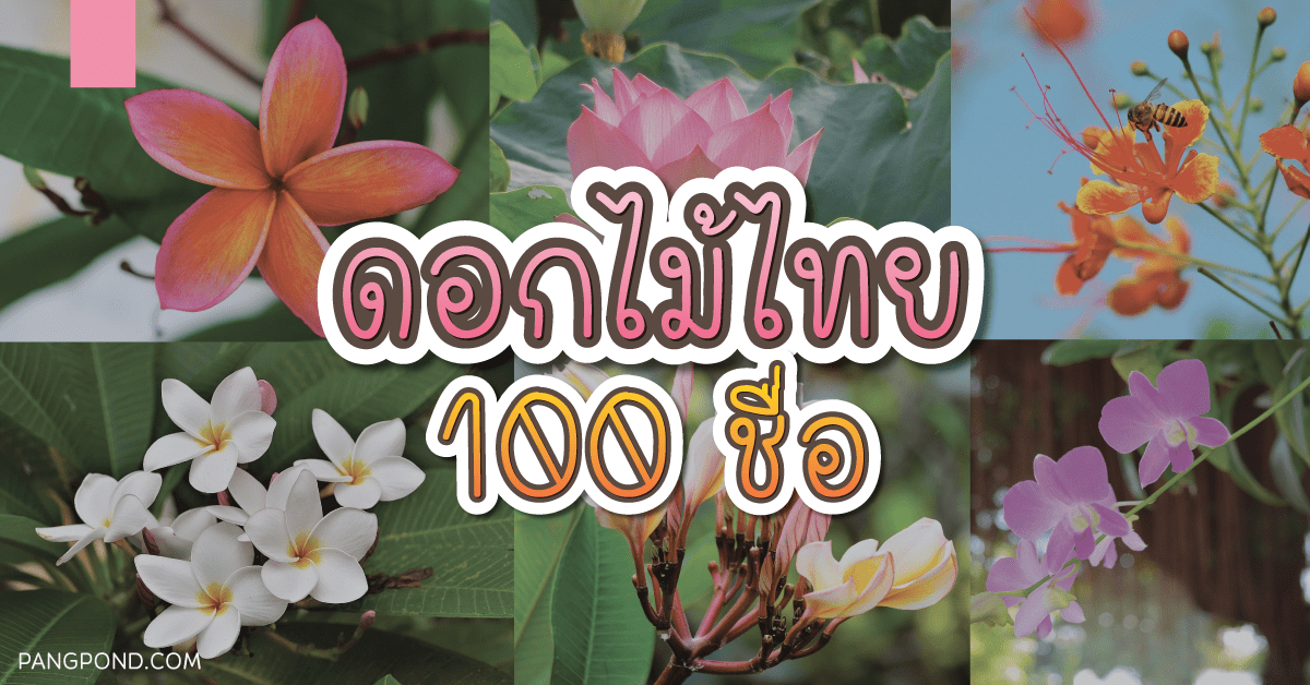 ชื่อดอกไม้มงคลรวมรวมเพราะๆไทยอังกฤษสีสวยๆ 100 ความหมายดีๆครบ 4 ดอกไม้ไทย 100 ชื่อ